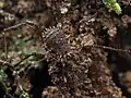 Triregia fairburni grata