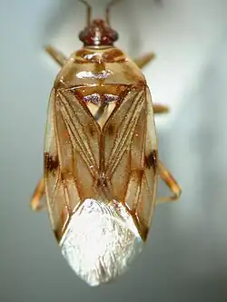 Trisecus pictus