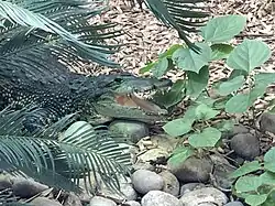 Morelet's crocodile