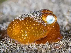 Tropical bottletail squid (Sepiadanum kochi), Morotai, Indonesia