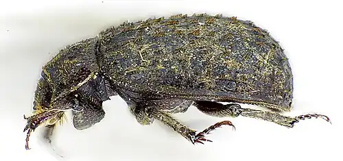 side