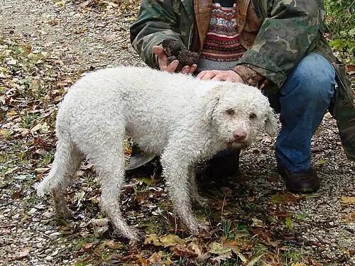 Truffle hunting