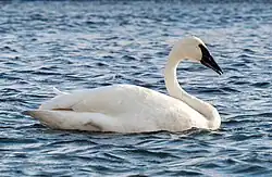 Trumpeter swan (91399)