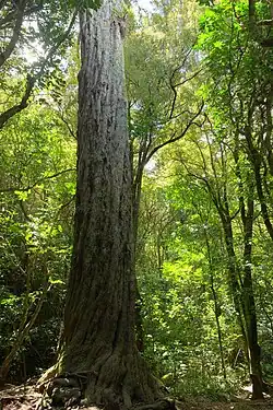 The bottom half of a very large tree in the middle of a dense forest