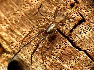 A. bicolor