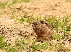 Brown rodent head