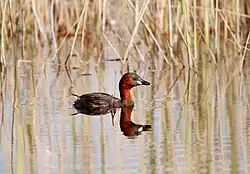 Little grebe, Ostia, Rome