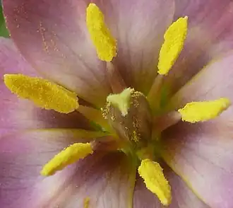 T. humilis flower with multiple fused carpels surrounded by stamens