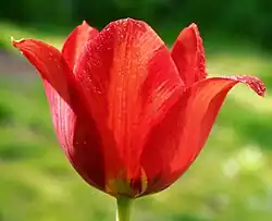 A "Page Polka" tulip