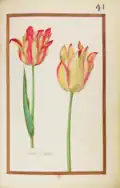 Tulipe variee, 1624. Recueil de fleurs et d'insectes dessinés et peints sur vélin