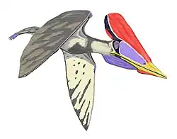 Tupuxuara sp.