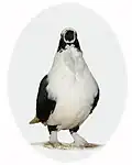 Front view