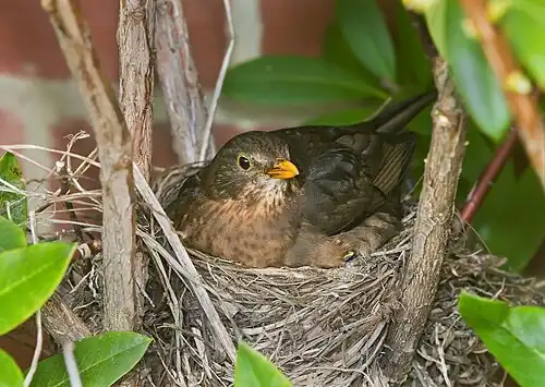 A bird in its nest