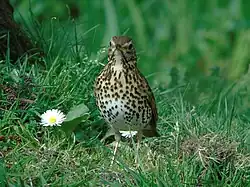 Song thrush, Arteixo, Galicia
