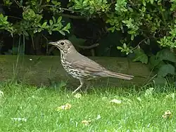 Song thrush, Villa Margone, Trento
