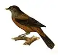Illustration by J. Hüet (1873)