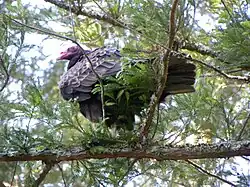 Turkey vulture perched in a redwood tree near Sveadal. The vulture, along with several others nearby, eye carrion below.