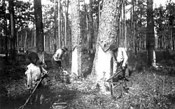 A black and white photograph of a Black youth and two Black men harvesting sap from pine trees in the woods