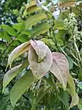 Leaves