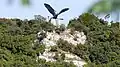 Crown headed Turul bird, Bánhida (Tatabánya), Hungary, the largest bird statue in Europe (made by Gyula Donáth in 1907)