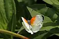 Male upperside