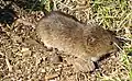 Microtus townsendii
