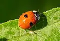 A. bipunctata var. bipunctata