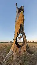 Two Arecaceae (palm trees) in the fields viewed through a hole in a tree stump damaged by fire on the island of Don Tao, at sunrise