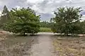 Two Chinese elms at the trail entrance of the Narrandera Wetlands, NSW, planted in 1995