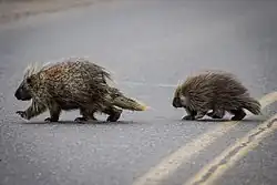 Brown and white porcupines