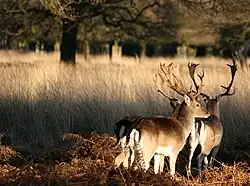 Fallow deer in the park