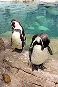 Two penguins preening