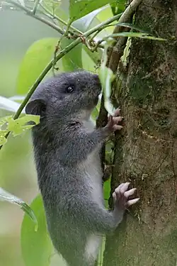 Gray rat