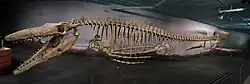 Bruce the Tylosaurus