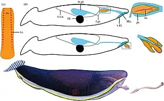 Typhloesus was a bizarre invertebrate that lived in Montana. It is possibly a mollusk related to gastropods.