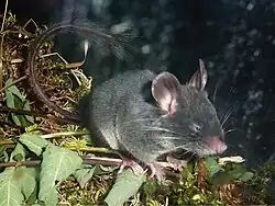 Black dormouse
