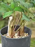 S. horsfieldii