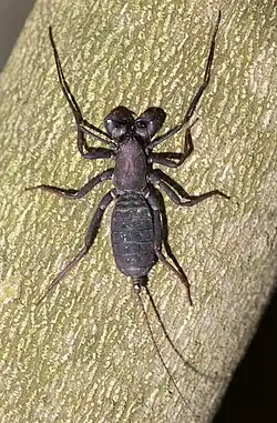 Typopeltis crucifer