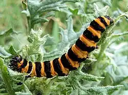Image 16The black and yellow warning colours of the cinnabar moth caterpillar, Tyria jacobaeae, are avoided by some birds. (from Animal coloration)
