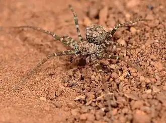 female