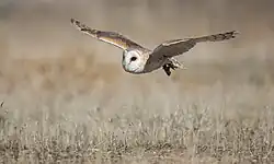 Western barn owl, Madrid