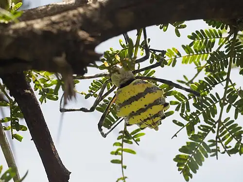 Dorsal view