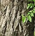 Bark and young leaves, Antal Ben Shaddad, Jerusalem