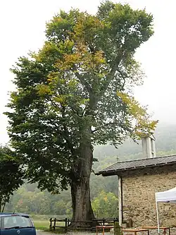 Olmo montano, U. glabra Huds., planted 1620, Bergemolo, Demonte, Italy (2017); still present in 2025.[37]