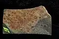 Fossils of C. ridleyi from the Burgess Shale