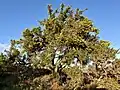 A tall shrub