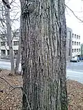 Bark of same