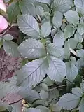 Short-shoot root-sucker leaves of Cornish elm, Calton Hill Park, Edinburgh