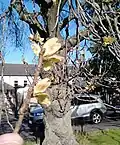 'Exoniensis' samarae