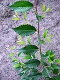 Foliage in summer